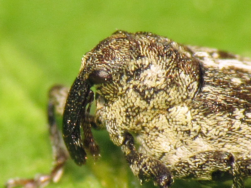 Curculionidae: Datonychus cfr. maurus